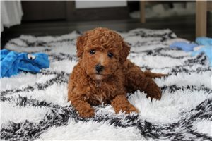 Manny - Bich-Poo - Bichpoo for sale