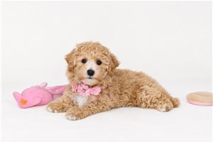 Scarlett - Bich-Poo - Bichpoo for sale