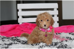 Willow - Bich-Poo - Bichpoo for sale