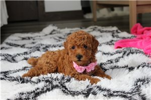 Mona - Bich-Poo - Bichpoo for sale