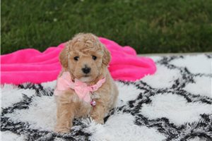 Scarlett - Bich-Poo - Bichpoo for sale