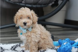 Sebastian - Bich-Poo - Bichpoo for sale