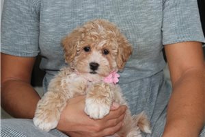 Sabine - Bich-Poo - Bichpoo for sale