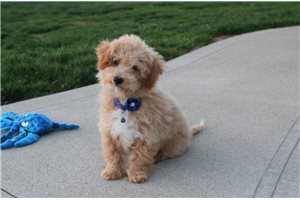 Santiago - Bich-Poo - Bichpoo for sale