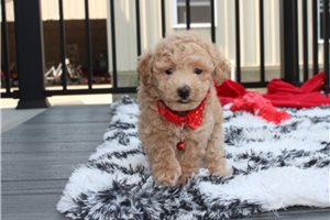 Watson - Bich-Poo - Bichpoo for sale