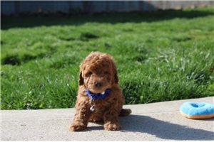 Kaleb - Bich-Poo - Bichpoo for sale