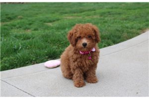 Delilah - Bich-Poo - Bichpoo for sale