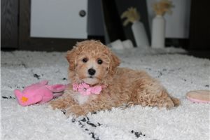 Scarlett - Bich-Poo - Bichpoo for sale