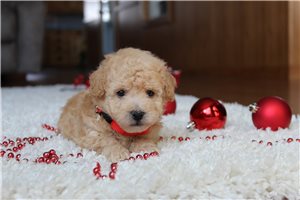 Georgie - Bich-Poo - Bichpoo for sale