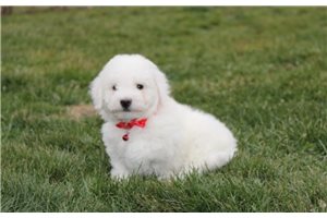 Isaiah - Bichon Frise for sale