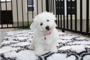 Theo - Bichon Frise for sale