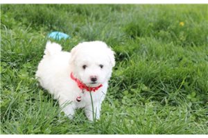 Matthew - Bichon Frise for sale