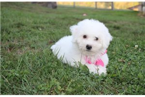 Delilah - puppy for sale