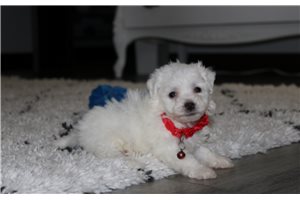 Parrish - Bichon Frise for sale