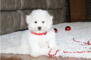 Dylan - puppy for sale
