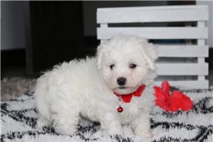 Triton - Bichon Frise for sale