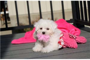 Paradise - Bichon Frise for sale