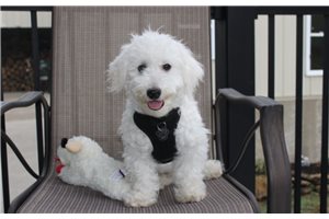 David - Bichon Frise for sale
