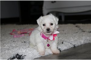Paradise - puppy for sale