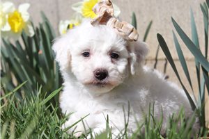 Arlie - puppy for sale