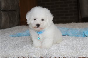 Daniel - puppy for sale