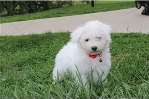 Dominic - puppy for sale