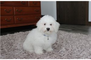 Icarus - Bichon Frise for sale