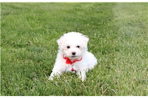 Matthew - Bichon Frise for sale