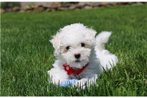 Matthew - Bichon Frise for sale