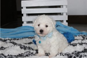 Theo - Bichon Frise for sale