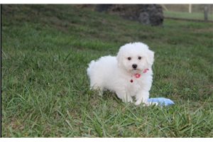 Declan - puppy for sale