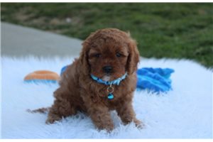 Hudson - puppy for sale