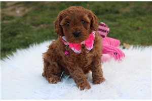 Iris - Cavapoo for sale