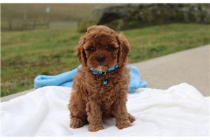 Hudson - puppy for sale