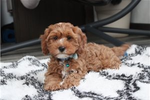 Mark - Cavapoo for sale