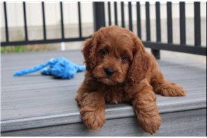 Midas - Cavapoo for sale