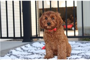 Montgomery - Cavapoo for sale