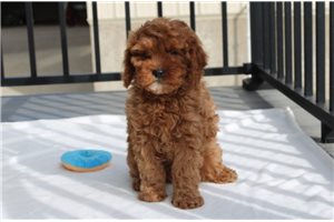 Hudson - Cavapoo for sale