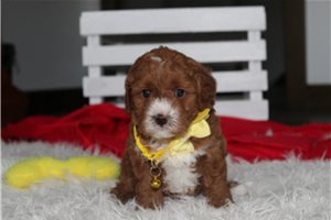 Eddy - puppy for sale