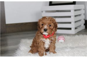 Elmer - Cavapoo for sale
