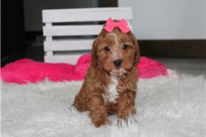 Blanche - Cavapoo for sale