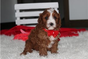 Echo - puppy for sale