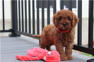 Montgomery - puppy for sale