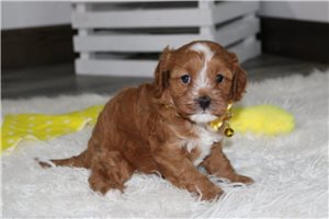 Beamer - puppy for sale