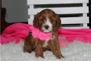 Fancy - Cavapoo for sale