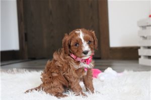 Margo - puppy for sale