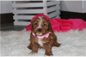 Blanche - puppy for sale