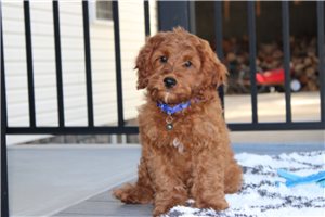 Midas - Cavapoo for sale