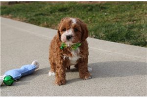 Jansen - Cavapoo for sale