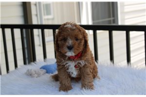 Elmer - Cavapoo for sale
